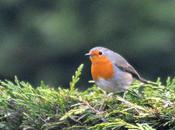 Autour mangeoire jardin cette janvier