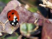 Quand printemps revient... ♪♪♬♫♩