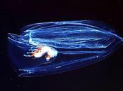 L'IMAGE JOUR: Siphonophora