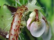 fleur Monsieur Begon