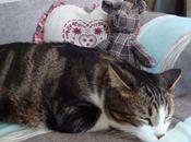 Pirate nounours, février 2011....