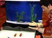 poissons "dressés" font polémique Chine