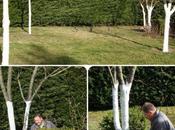 traitement arbres, février 2011