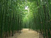 C’est bambou (Tawara Machi)
