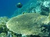 Disparition totale récifs coralliens dans