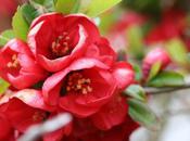 temps cognassiers fleurs