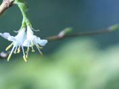 Lonicera fragrantissima