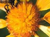 conseils pour faciliter pollinisation