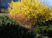 Forsythia