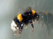 premier bourdon piégé