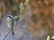 Quand printemps revient, mésange bleue s'active chatons saules