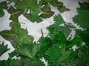 Récolte Pré-Printanière