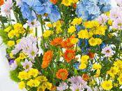 printemps chrysanthèmes