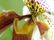 conseils pour Orchidée Paphiopedilum sabot Vénus