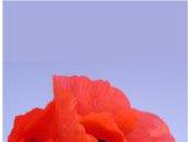 Livre audio Garchine, Vsevolod Fleur rouge