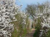 Première balade printemps