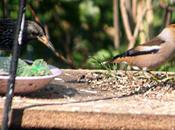 Coccothraustes coccothraustes