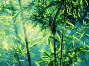 bambou solution écologique arnaque industrielle?