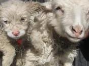 mouton donne naissance chien