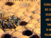 L'effondrement colonies d'abeilles