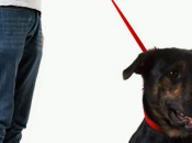 laisse pour tuer votre chien