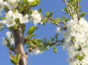 ptit défi petites fleurs