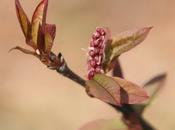 Prunus padus 'Colorata'