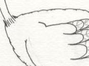 bestiaire politique l’autruche.