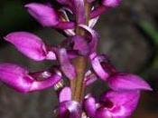 Orchis mascula premières fleurs