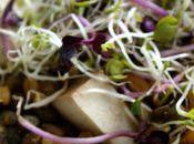 Salade petit épeautre lentilles vertes tofu fumé