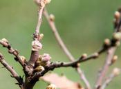 Quercus, bourgeons