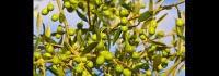 Bienfaits l'huile d'olive pour santé