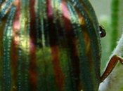 scarabée ongles