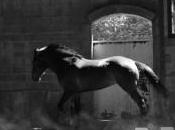 Blog cheval Passion Equitation chevaux liberté…