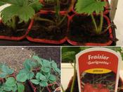 Gariguettes rougissent, avril 2011