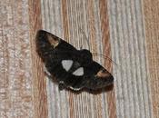 C'est jacasse pas...!