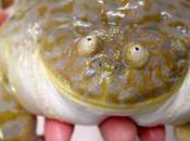 Après danse canards, voici crapauds!