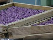 Visite d’une confiserie…. Hum!!!! light tout…