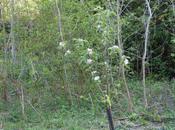 Malus 'Winter Banana'