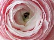 Spécial semaine Pâques fleurs