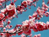 Maquillage fleur cerisier