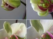 Evolution d'une fleur d'orchidée