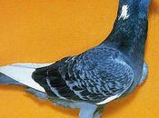 soins attentifs pour jeunes pigeons.