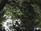 Contemplative nature mixtape