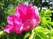 ROSE, PAVOT COQUELICOT ...des merveilles pour macérats