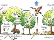 Exemples d’écosystèmes Forêt milieu lentique