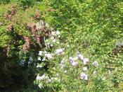 Aubépine, lilas glycine