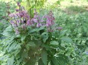 Syringa prestoniae 'Minuet'