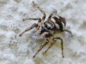 chasseresse chevronnée murs jardin