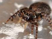 mini-araignées communes murs ensoleillés